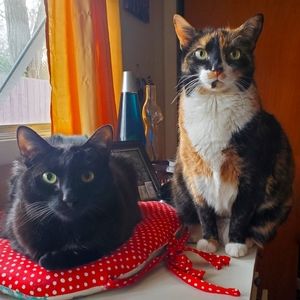 Meet your Posher, Shelby